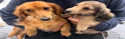 Miniature Dachshund dogs for sale: Long haired Miniature Dachshund Puppy - Advert 6
