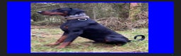 Dobermann dogs for stud: KC Health & Heart tested Colour Carrying stud in Burnley - Advert 4
