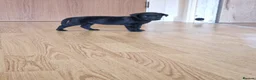 Labrador Retriever dogs for sale: Black Lab Pups INT FT Ch Sire Champion Bloodlines - Advert 24