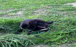Labrador Retriever dogs for sale: KC registered Chocolate Labrador Female - Image 4