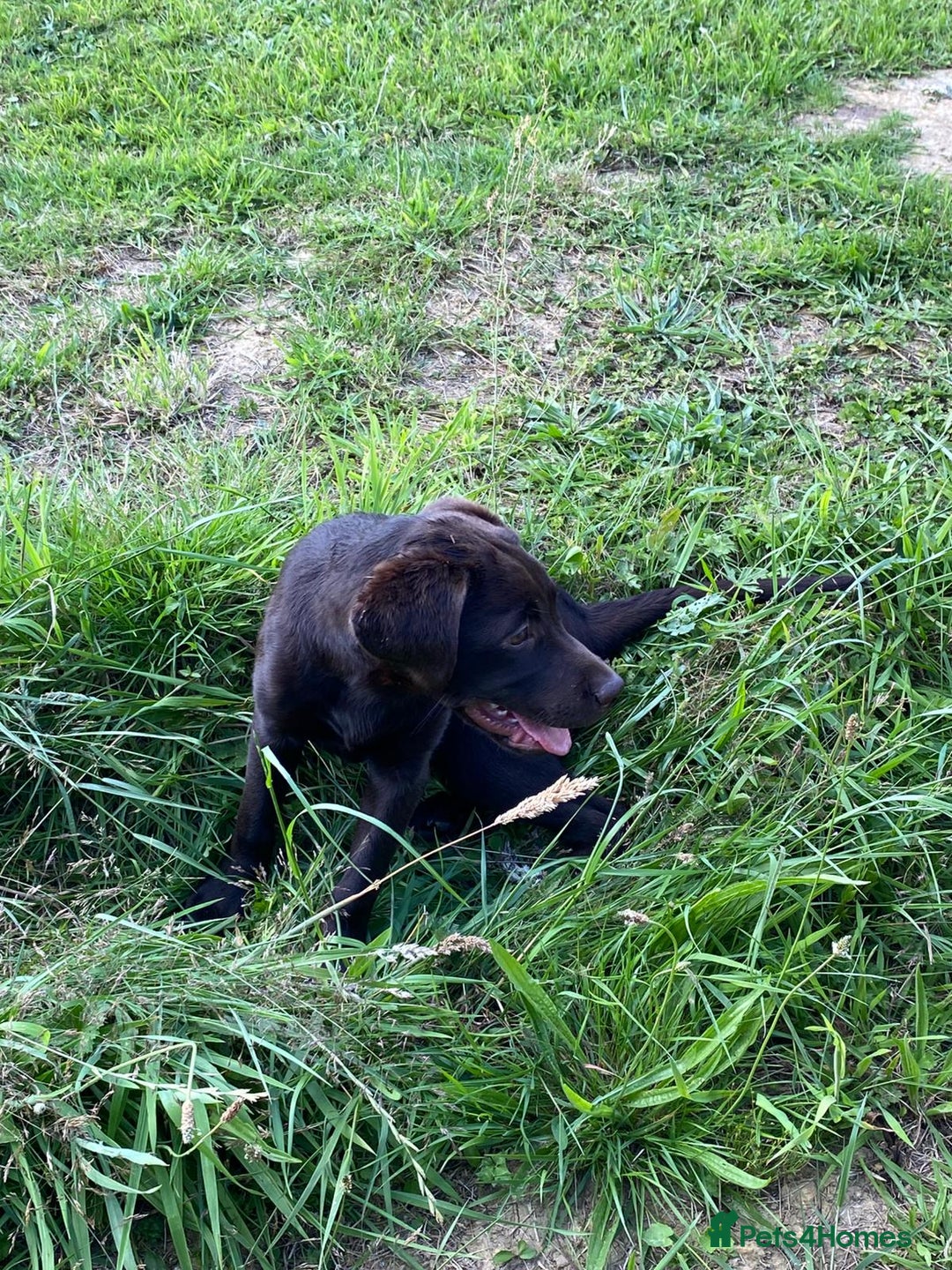 Labrador Retriever dogs for sale: KC registered Chocolate Labrador Female - Image 4