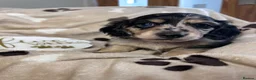Miniature Dachshund dogs for sale: 🖤 SILVER DAPPLE & CREAM LONGHAIR BOY🖤  - Advert 12