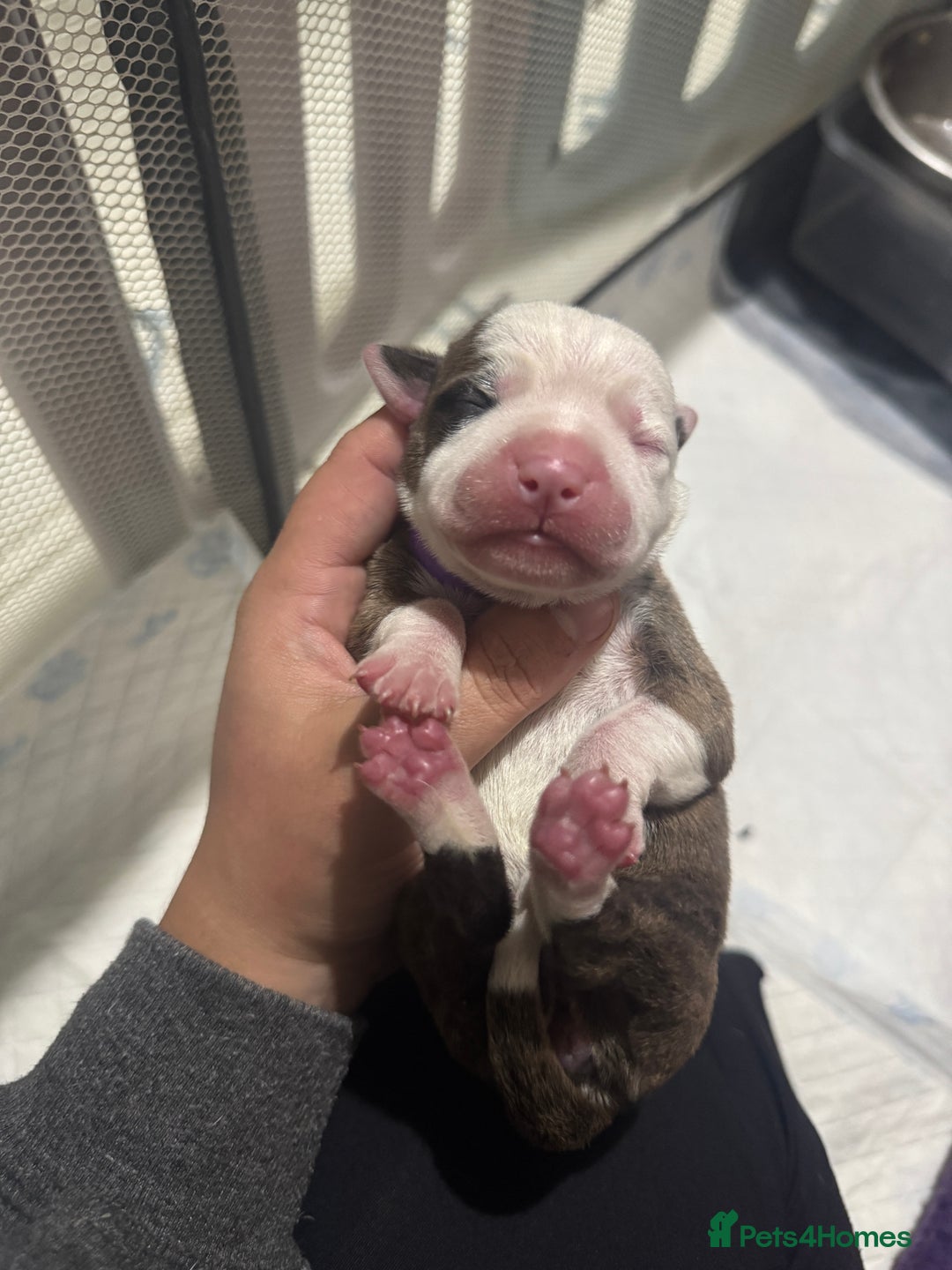 Mixed Breed dogs for sale: American bulldog cross Staffy pups - Image 21