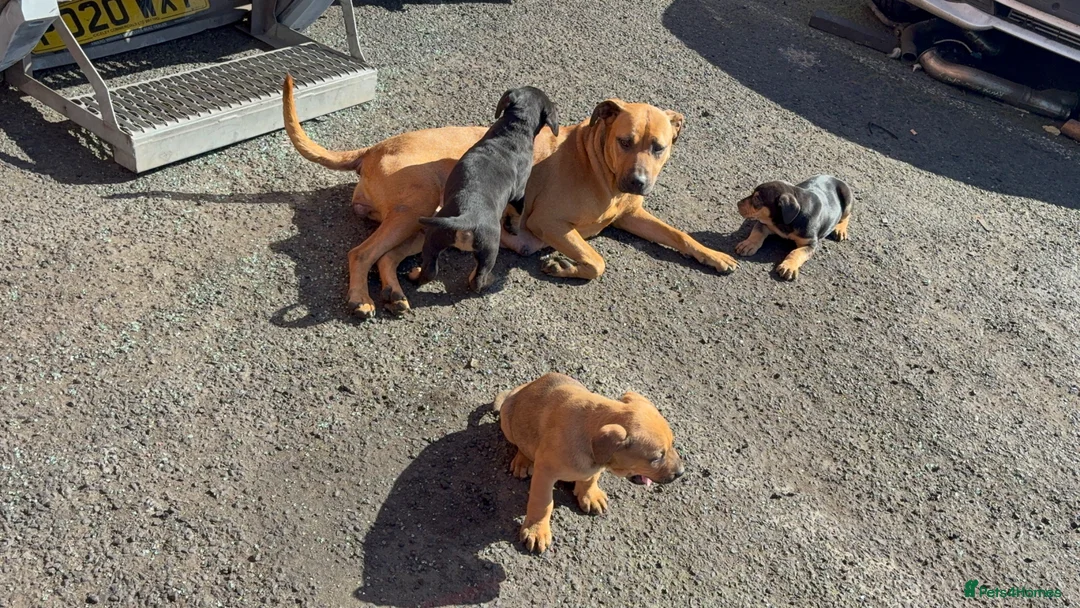 Mixed Breed dogs for sale: Rottweiler / Black Mouth Cur Mix Puppies  - Advert 23