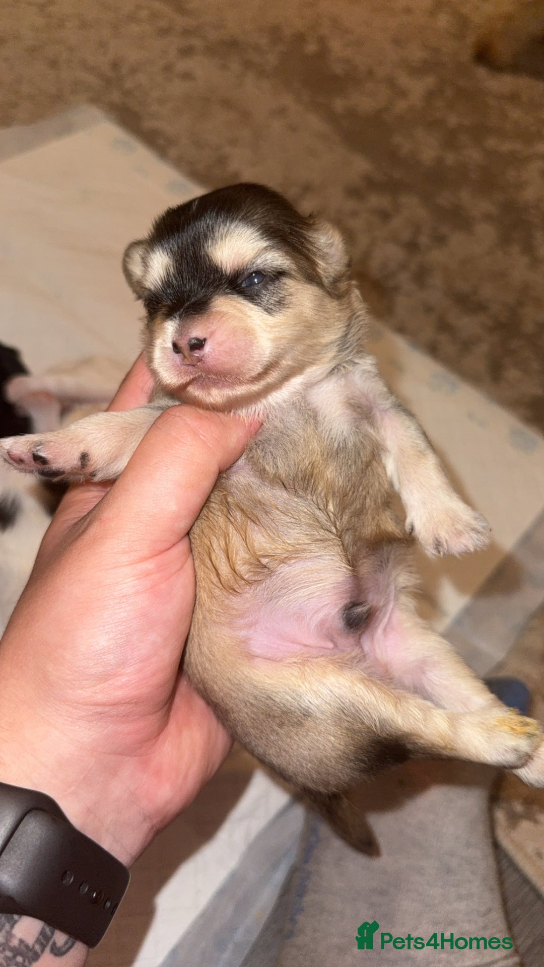 Shih Tzu dogs for sale: Shih tzu puppies - Image 8