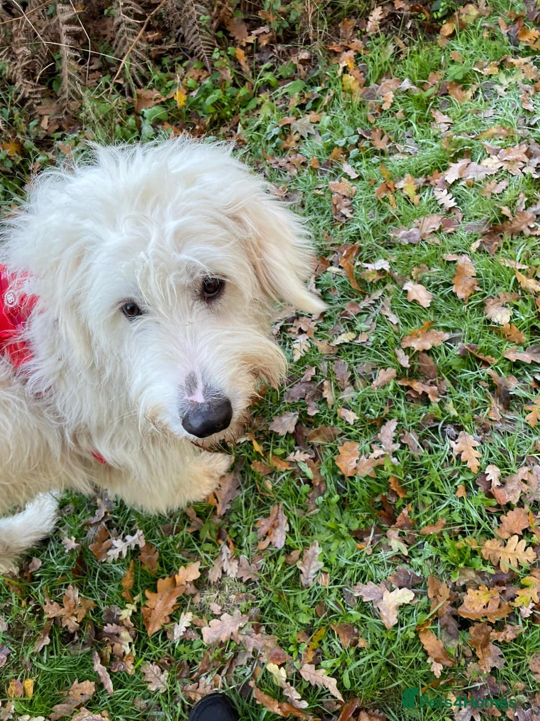 Mixed Breed dogs for adoption: 🖤MEET JOJO🖤 a Superb big Girl for a Loving Home - Advert 4