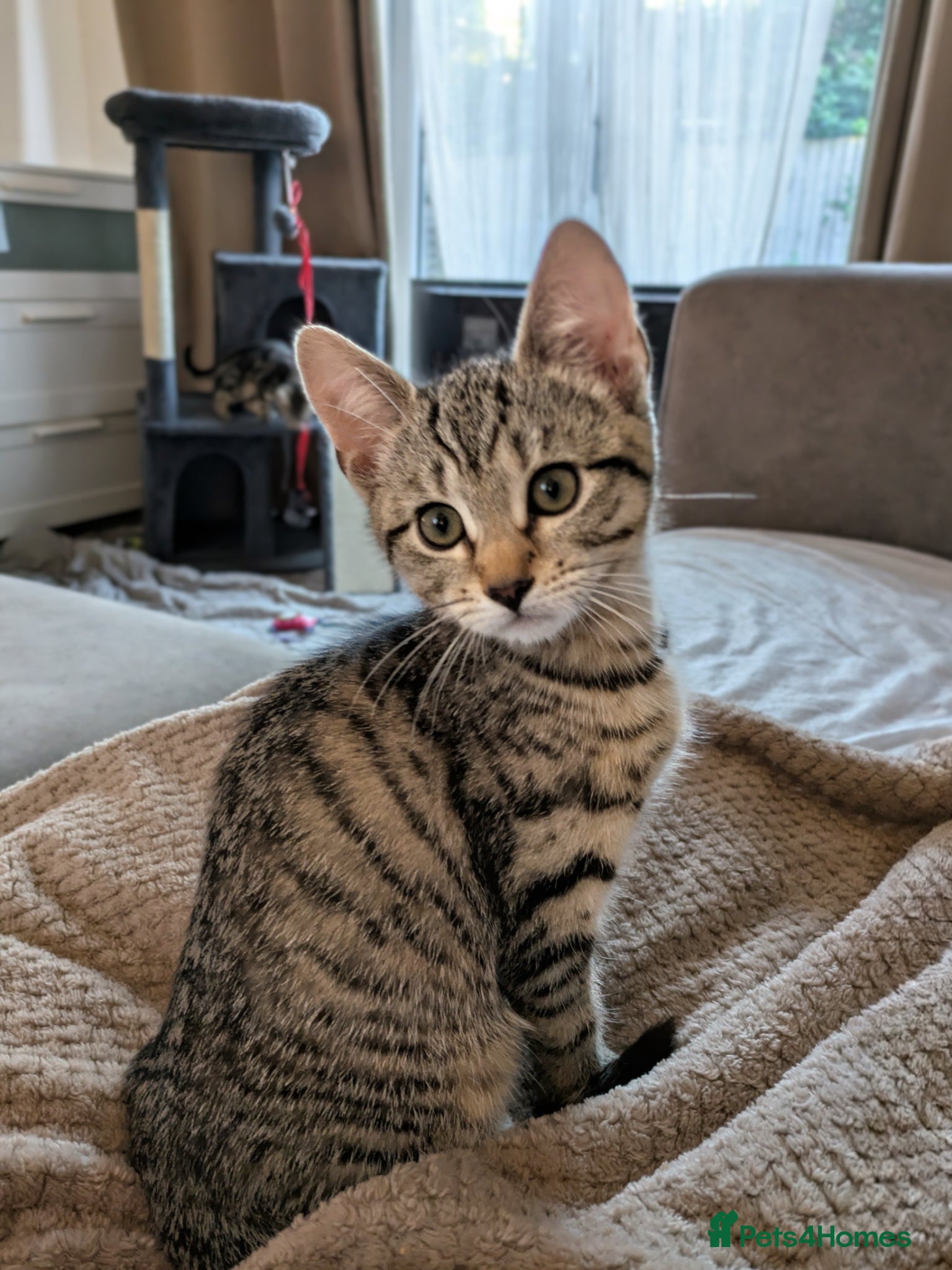 Bengal cats for sale: 3/4 BENGAL - READY TO GO!  - Advert 13