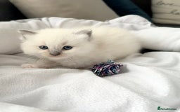 Ragdoll cats for sale: Ragdoll-lovely kittens - Image 14