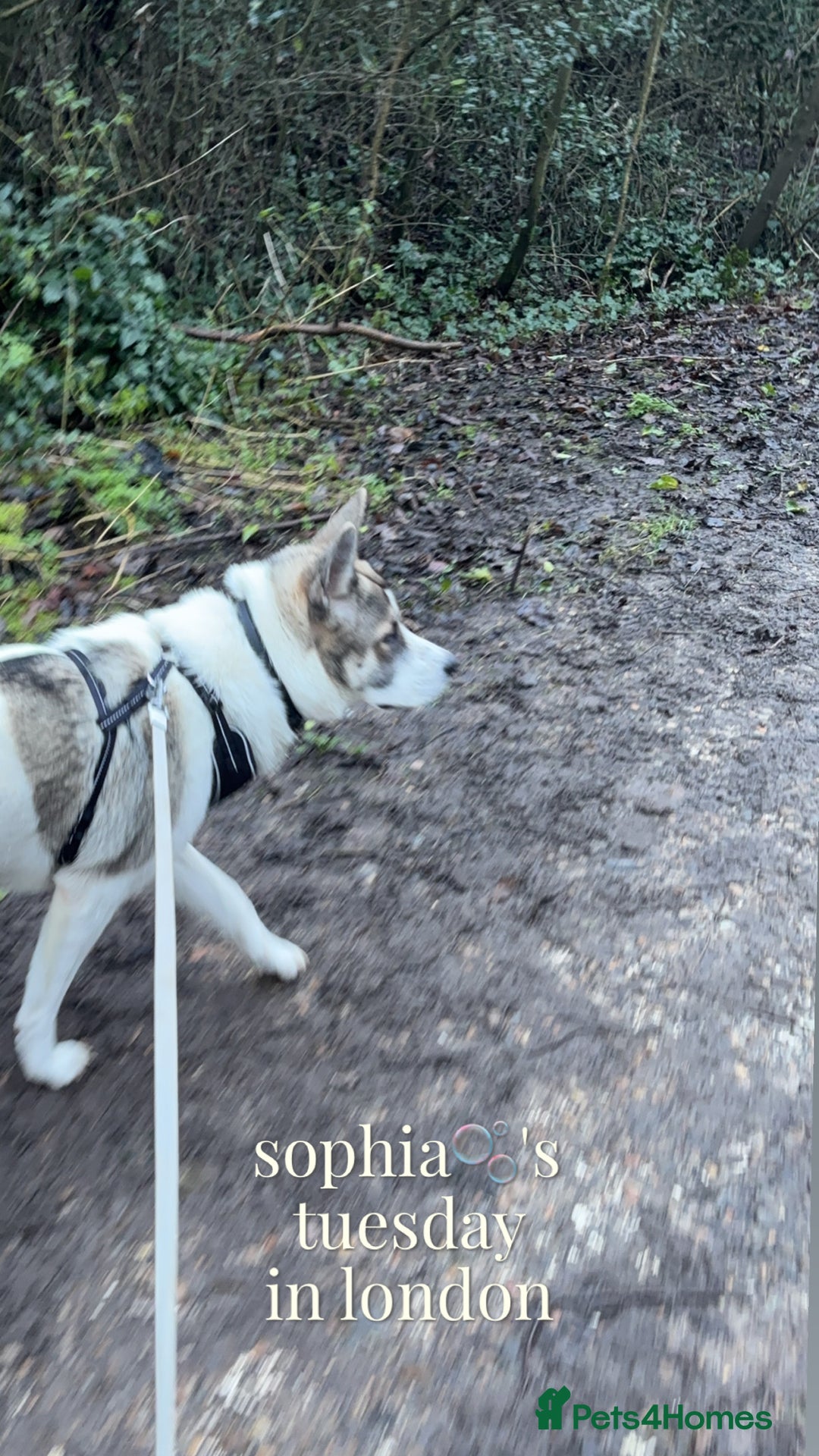 Akita dogs for sale: Rehoming Daisy Open To Offers  in Belvedere - Image 5