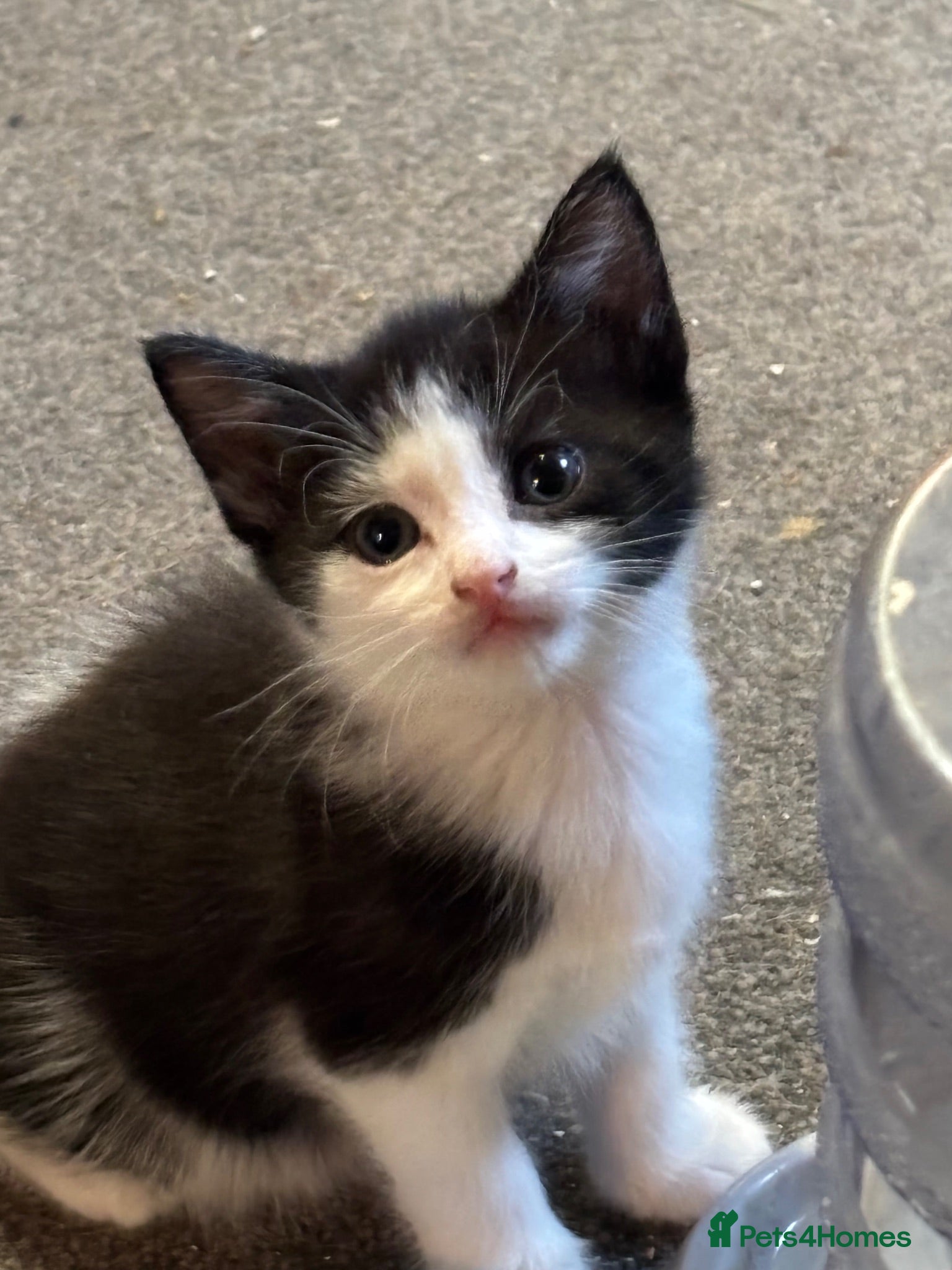 Mixed Breed cats 4 beautiful kittens looking for there forever home - Advert 12