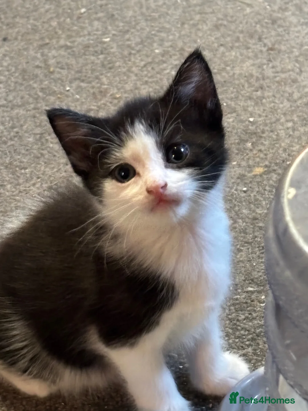 Mixed Breed cats for sale: 4 beautiful kittens looking for there forever home - Advert 1