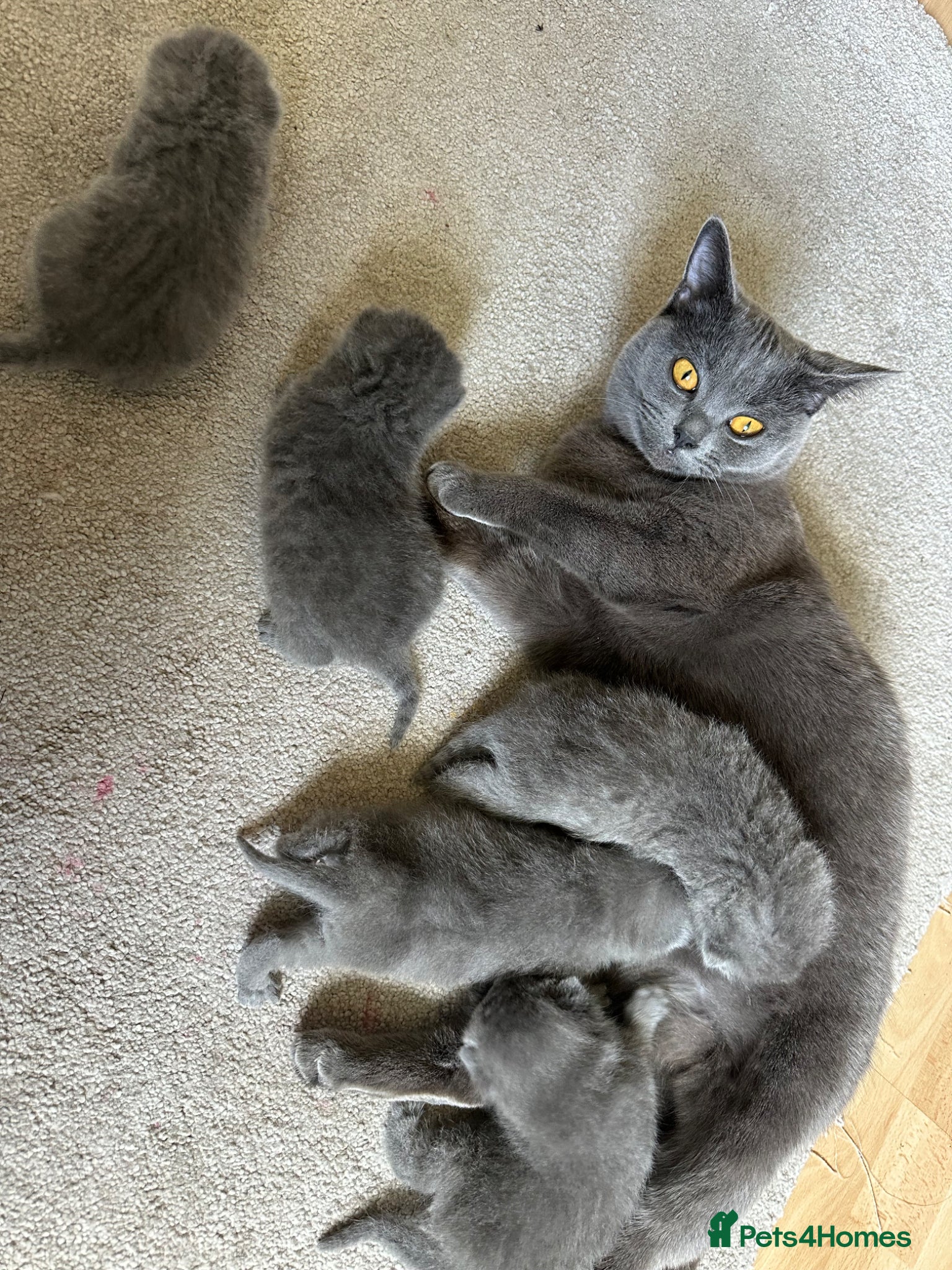 British Shorthair cats 🐾 Stunning British Shorthair Kittens for Sale 🐾 - Advert 1