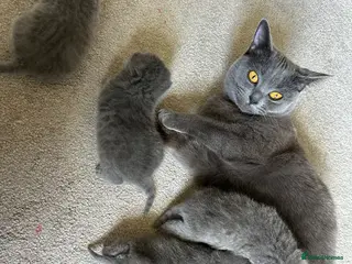 British Shorthair cats 🐾 Stunning British Shorthair Kittens for Sale 🐾 - Advert 1