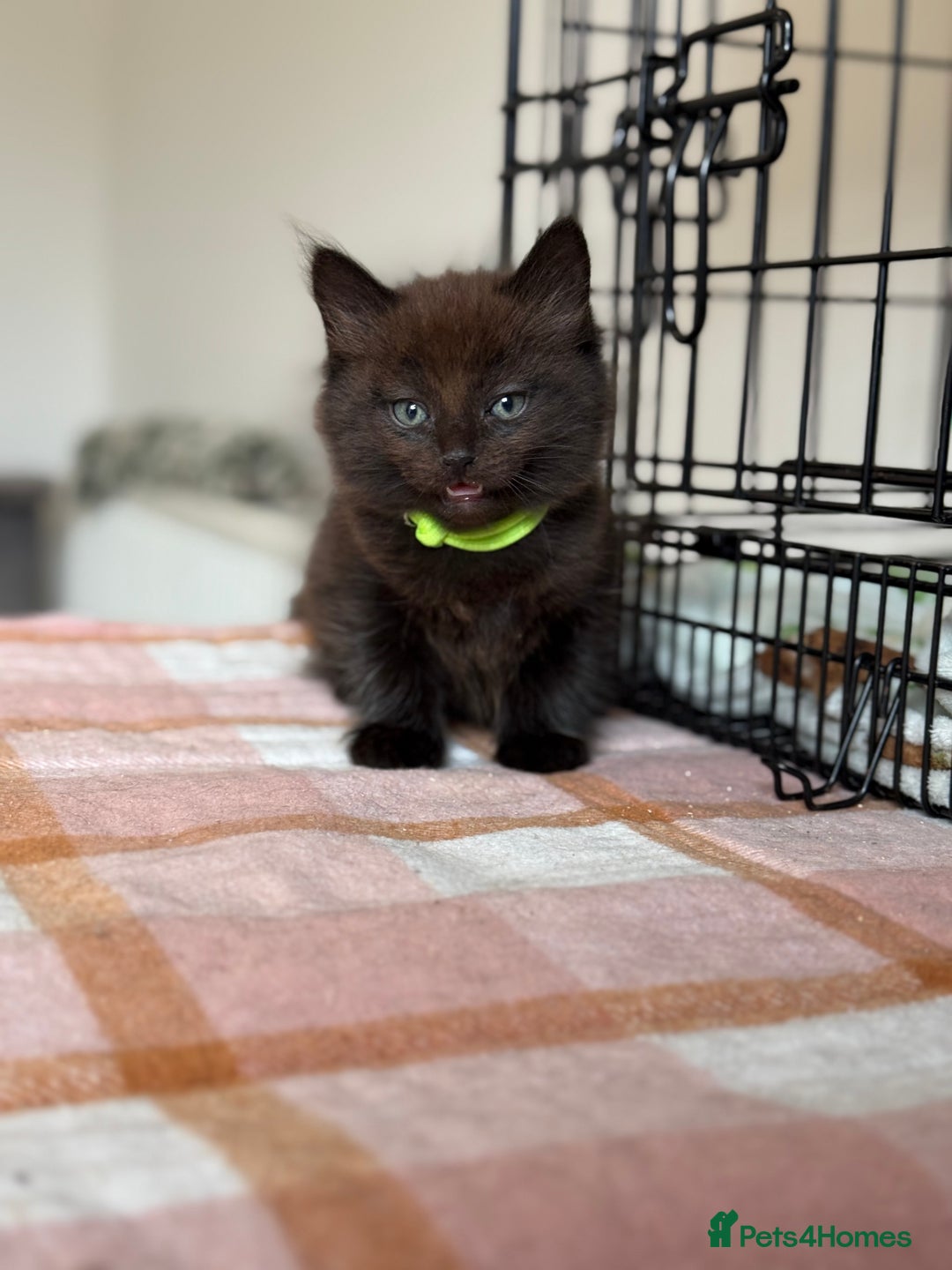 British Longhair cats for sale: Male  British long haired kittens - Image 16