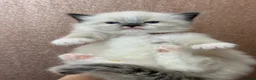 Ragdoll cats for sale: Beautiful Ragdoll kittens  - Advert 12