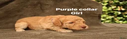 Labradoodle dogs for sale: Labradoodles Miniature/Midi Puppies Muliti Gen  - Advert 7