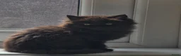 Mixed Breed cats for sale: Beautiful Long-Haired Black Female Kitten - Advert 2