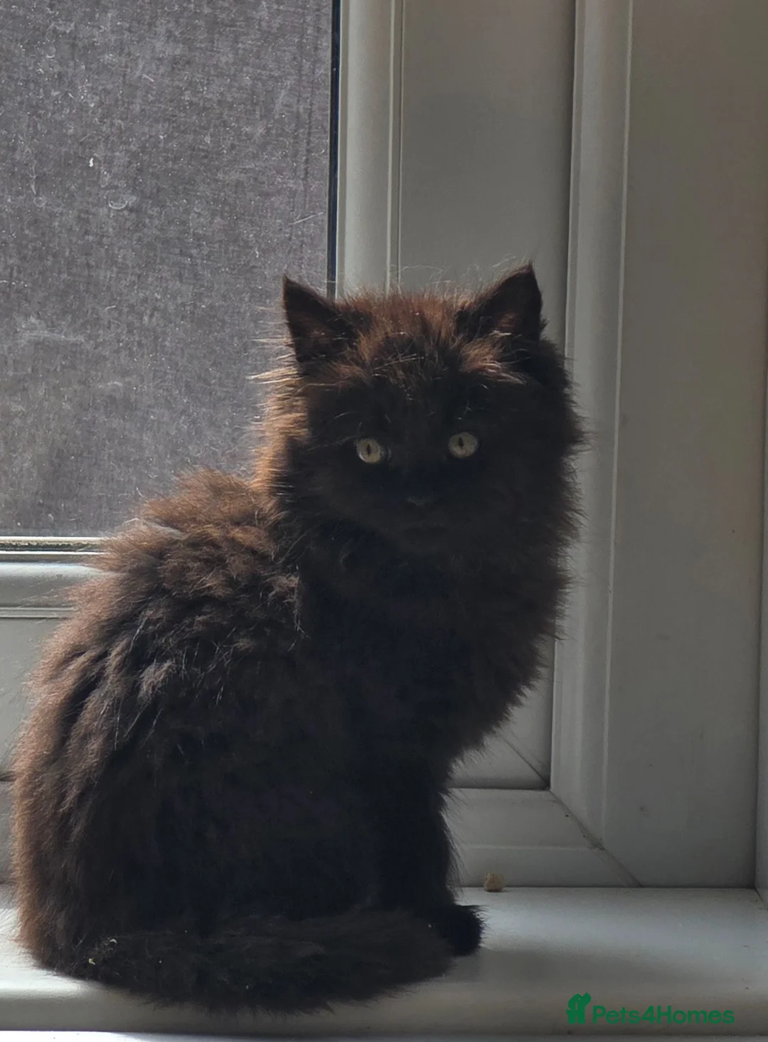 Mixed Breed cats for sale: Beautiful Long-Haired Black Female Kitten - Advert 2