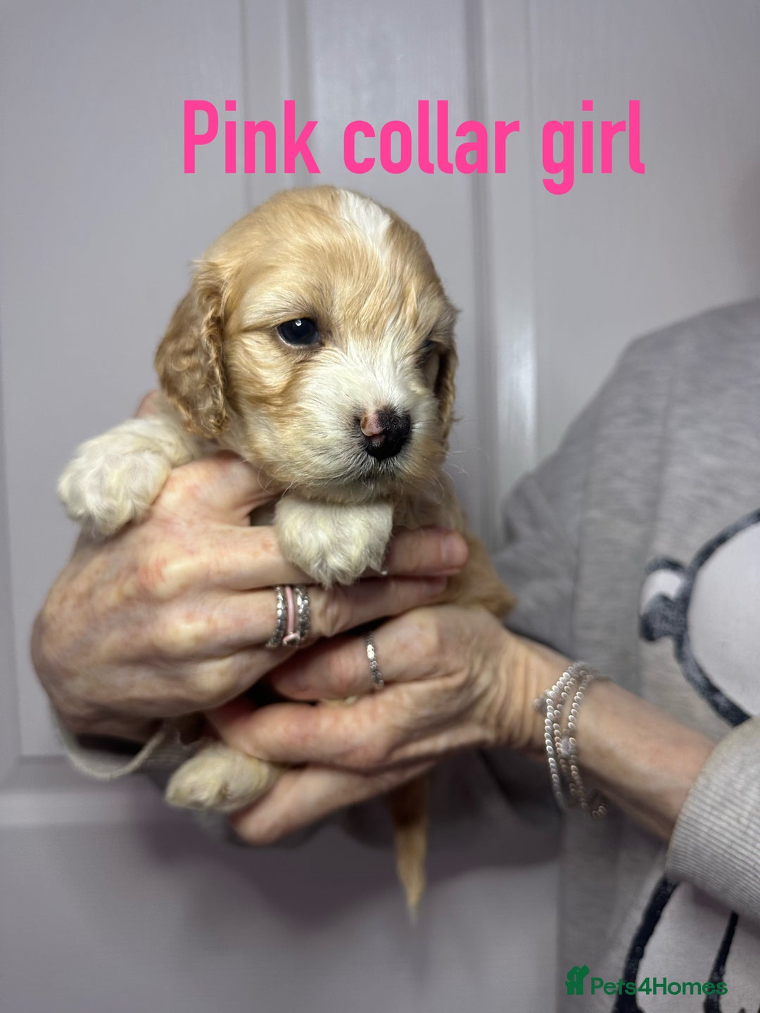 Cockapoo dogs for sale: Cockerpoo puppies  - Advert 26