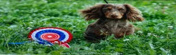 Miniature Dachshund dogs for sale: Miniature long haired dachshund puppies for sale  - Advert 12