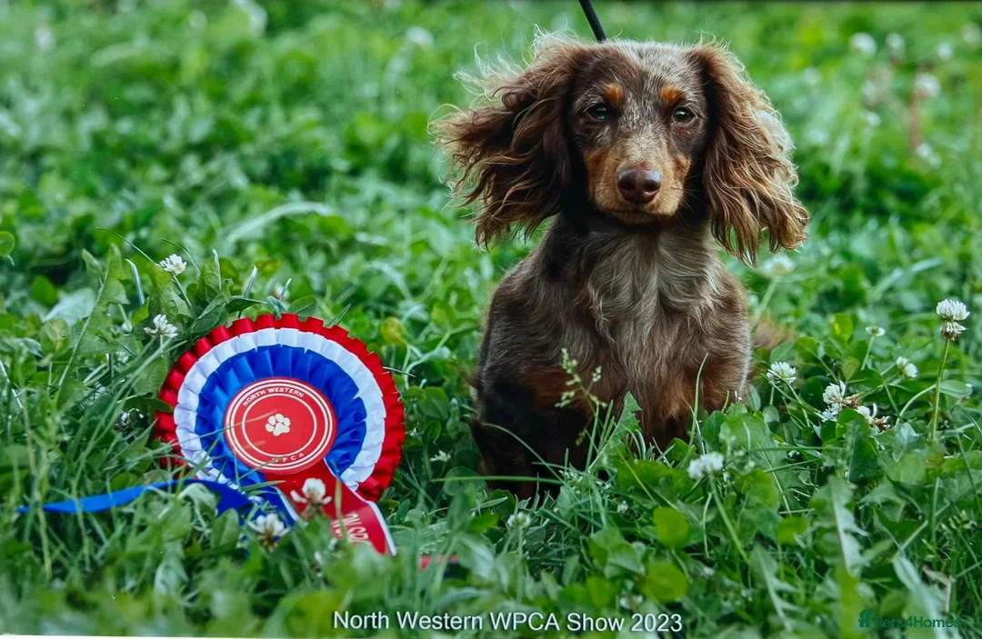 Miniature Dachshund dogs for sale: Miniature long haired dachshund puppies for sale  - Advert 12