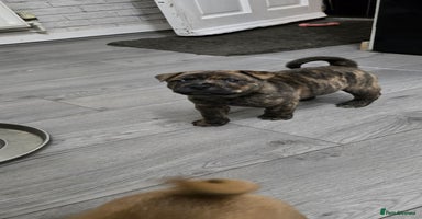 Mixed Breed dogs Chaffy puppies Chow x Staffy - Advert 8