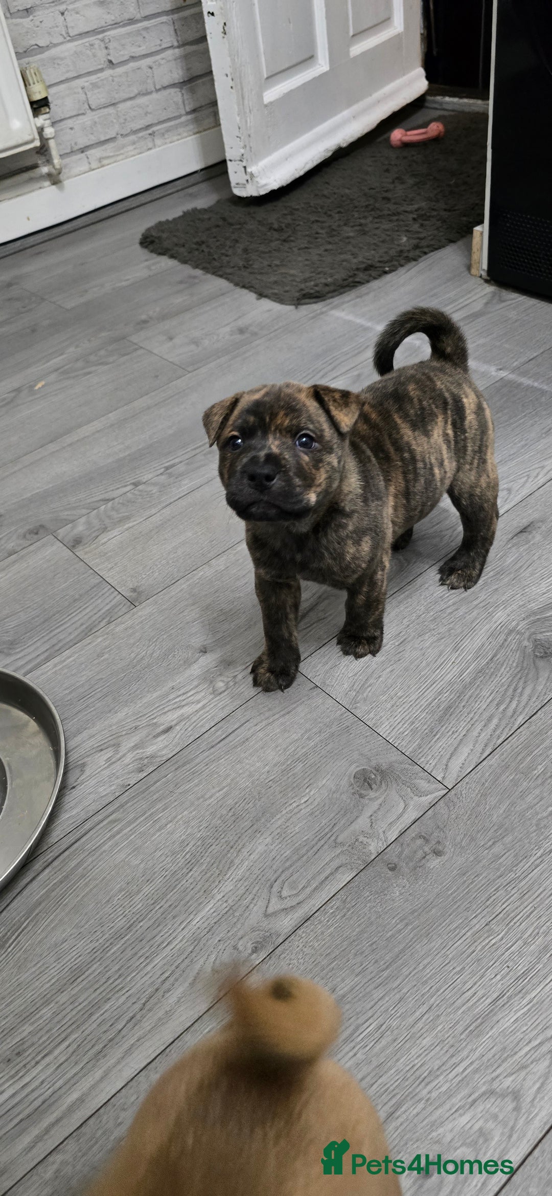 Mixed Breed dogs for sale: Chaffy puppies Chow x Staffy - Advert 1