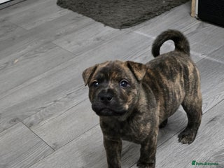 Mixed Breed dogs for sale: Chaffy puppies Chow x Staffy - Advert 1