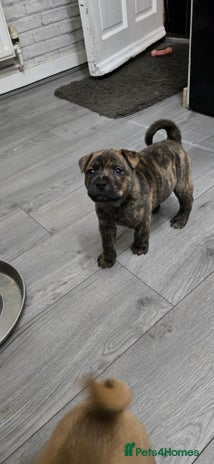 Mixed Breed dogs Chaffy puppies Chow x Staffy - Advert 2
