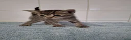 British Shorthair cats for sale: pure tabby kittens - Advert 14