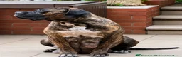 Cane Corso dogs for sale: Beautiful Cane Corso Puppies – 2 Boys, 2 Girls. in Sheffield - Advert 6
