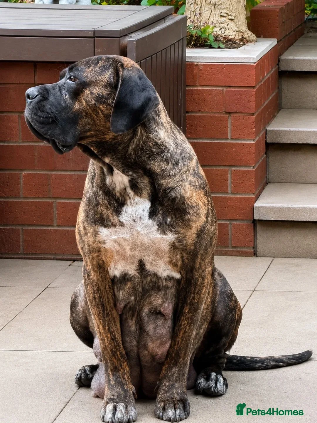 Cane Corso dogs for sale: Beautiful Cane Corso Puppies – 2 Boys, 2 Girls. in Sheffield - Advert 6
