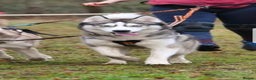 Siberian Husky dogs for stud: DANAMELI TITAN KING - Proven Health Tested Stud in Glasgow - Advert 24
