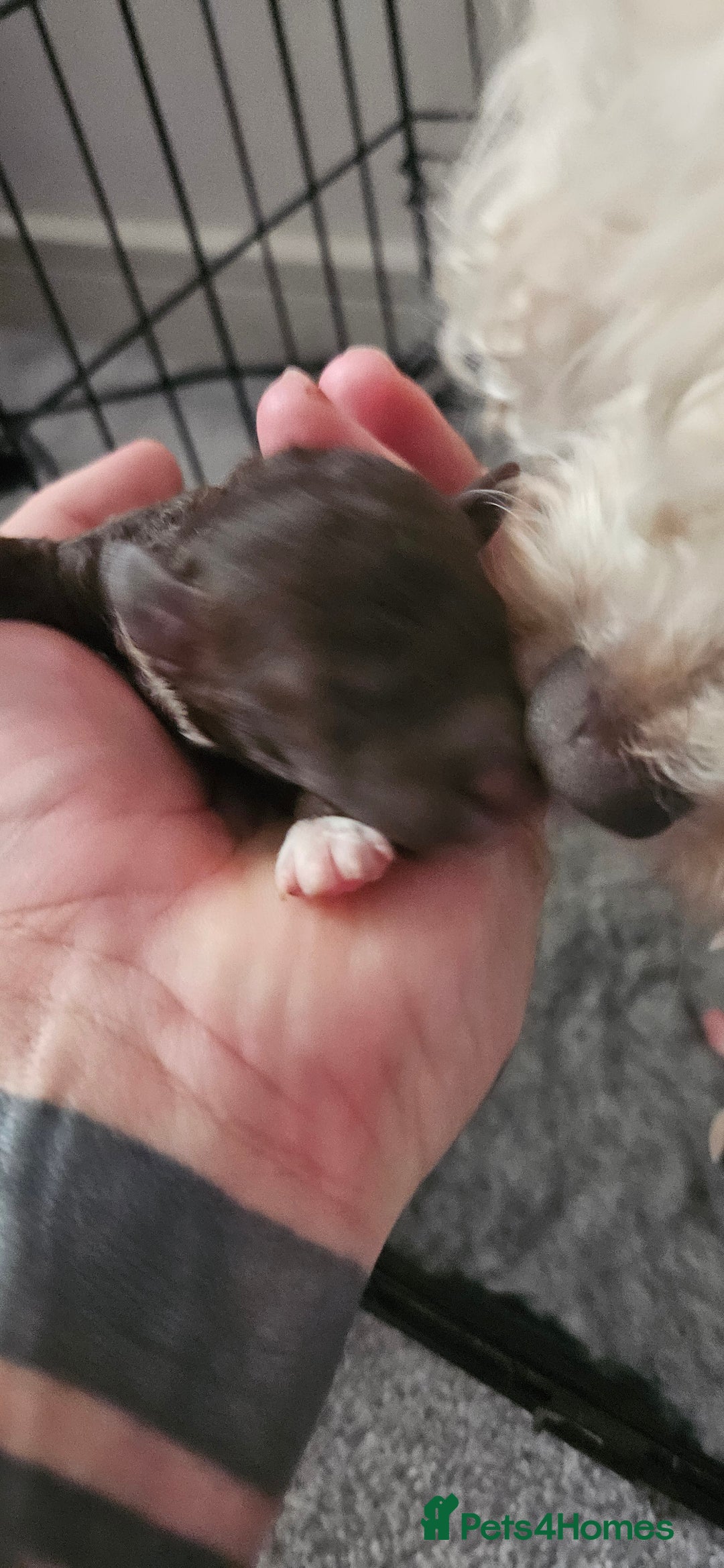 Toy Poodle dogs for sale: Beautiful Toy Poodles - Advert 9