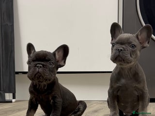 French Bulldog dogs - Advert 28