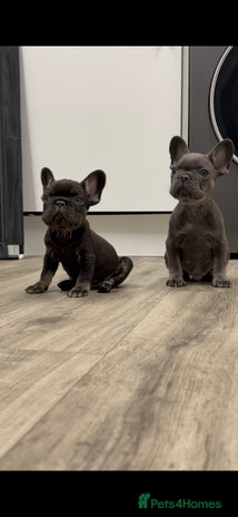 French Bulldog dogs - Advert 9