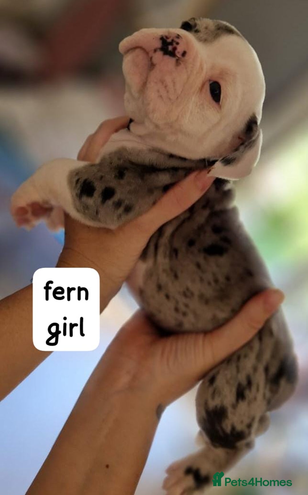 English Bulldog dogs for sale: Olde English bulldog puppies  - Image 4
