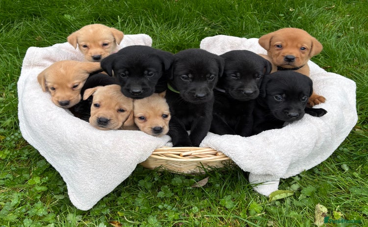 Labrador Retriever dogs - Advert 1