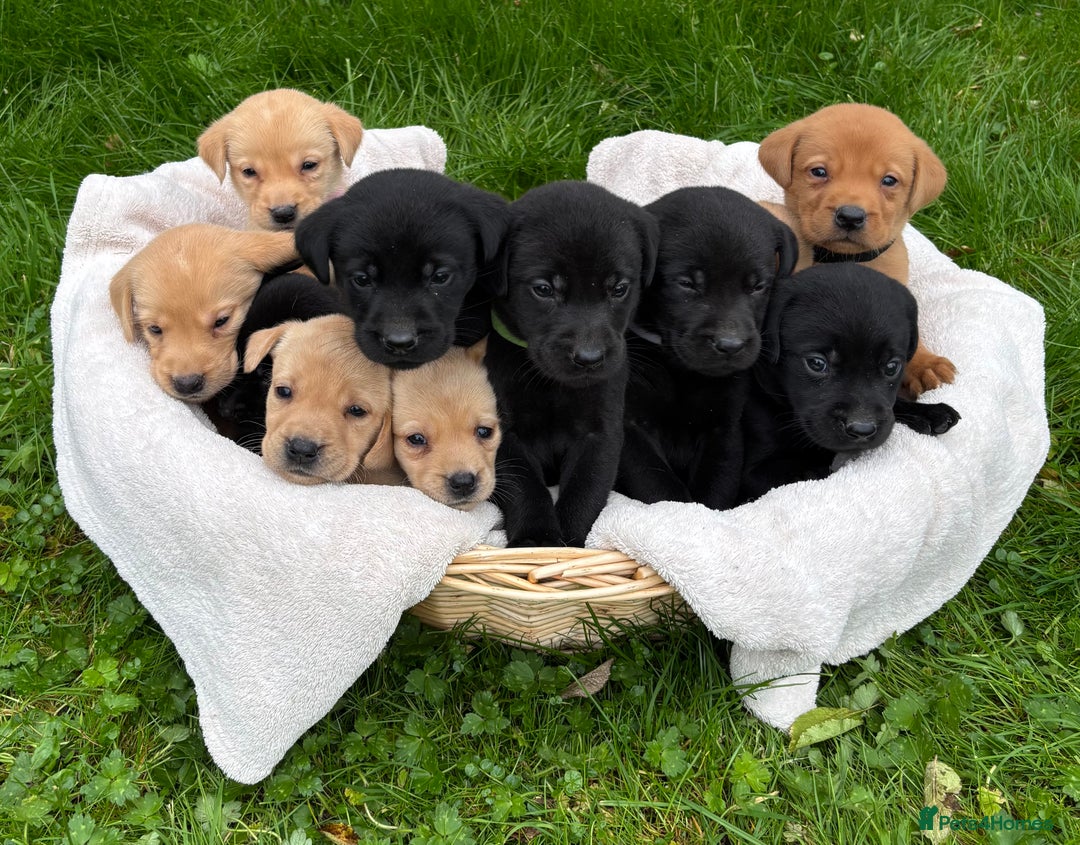 Labrador Retriever dogs for sale: Outstanding KC Registered Labrador Puppies - Image 2