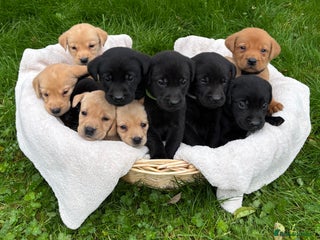 Labrador Retriever dogs - Advert 15