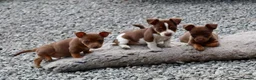 Jack Russell dogs for sale: Mini Jack Russel Terriers - Advert 16