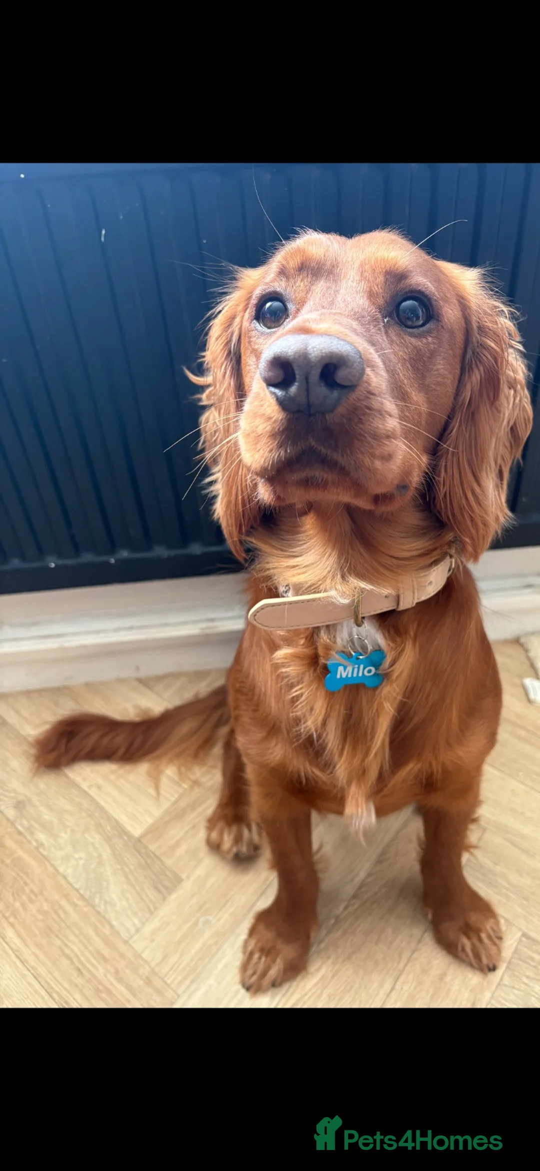 Cocker Spaniel dogs for stud: Male working cocker for stud  - Advert 2