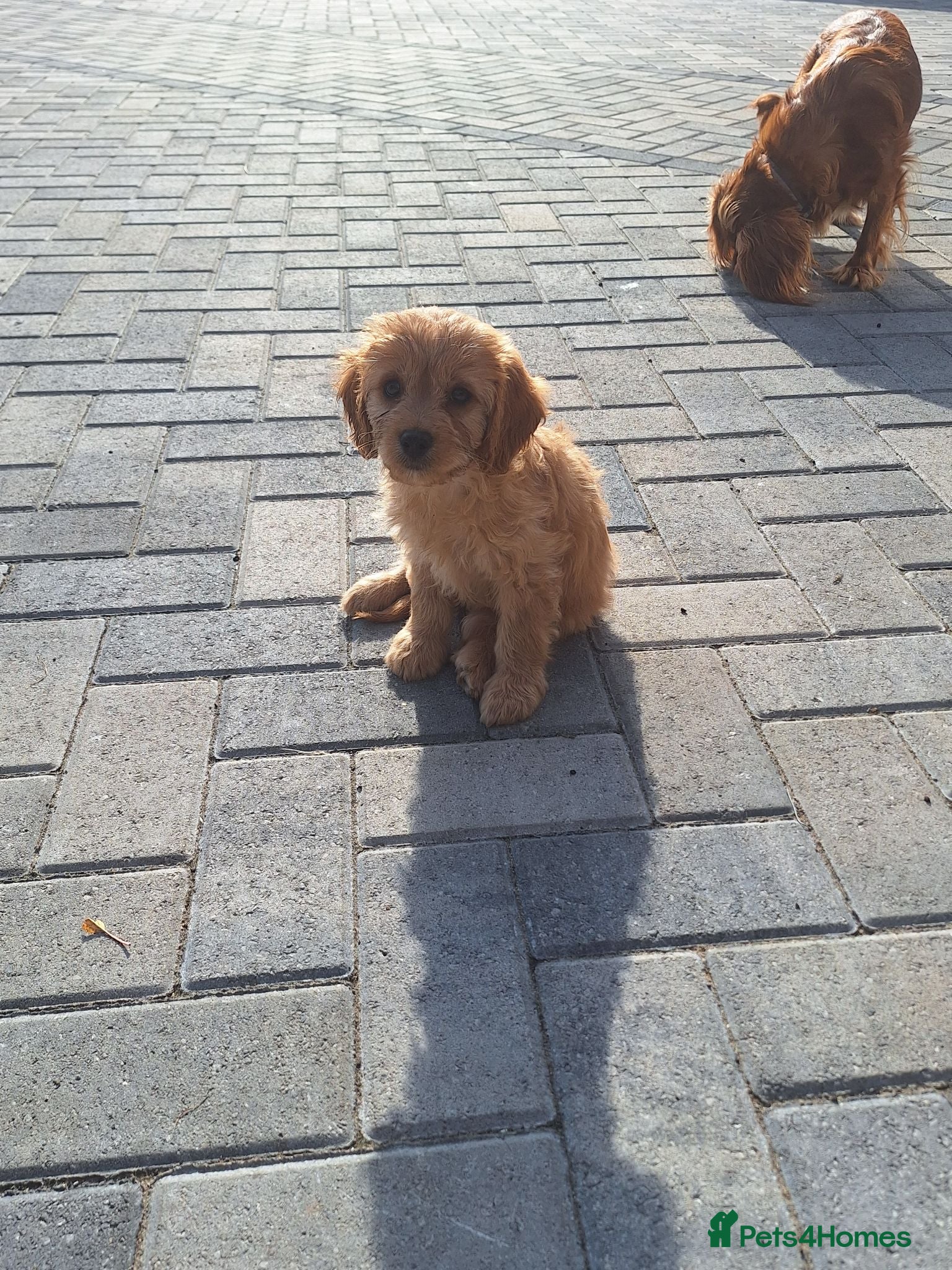 Cavapoo dogs F1 CAVAPOO READY NOW - Advert 1