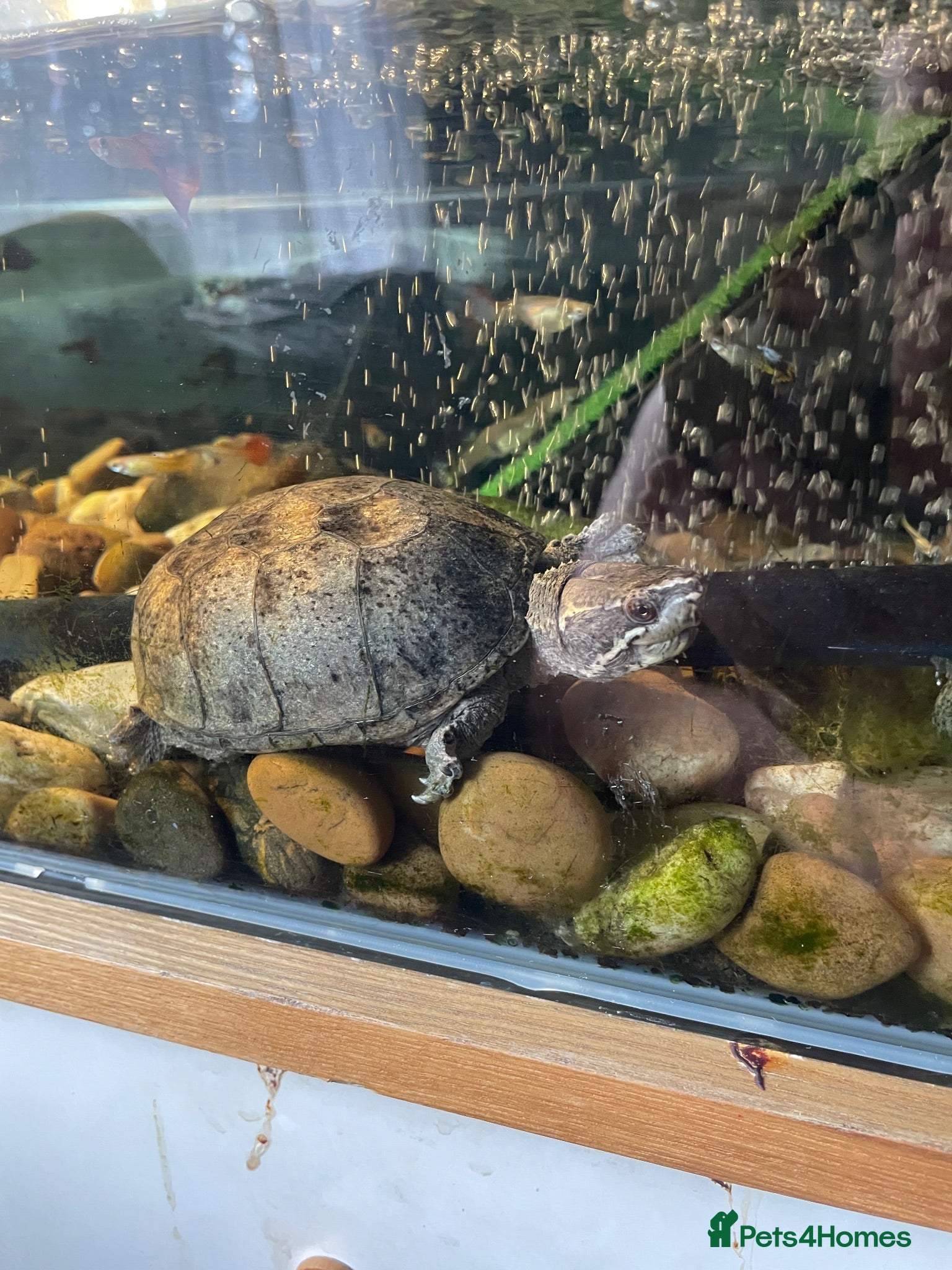 Turtle reptiles 2x Turtles with tank and setup  - Advert 1