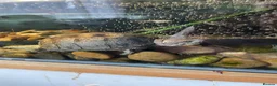 Turtle reptiles for sale: 2x Turtles with tank and setup  in Rochester - Advert 1