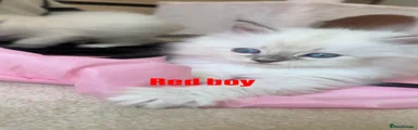Blue lynx point ragdoll boy (red collar)