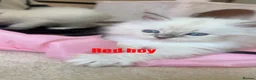Ragdoll cats for sale: Luxury ragdoll kittens - Quality Breed  - Advert 3
