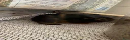 Guinea Pig rodents for sale: Baby Guinea Pigs  - Advert 13