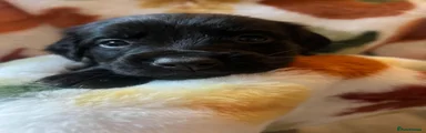 Mixed Breed 9