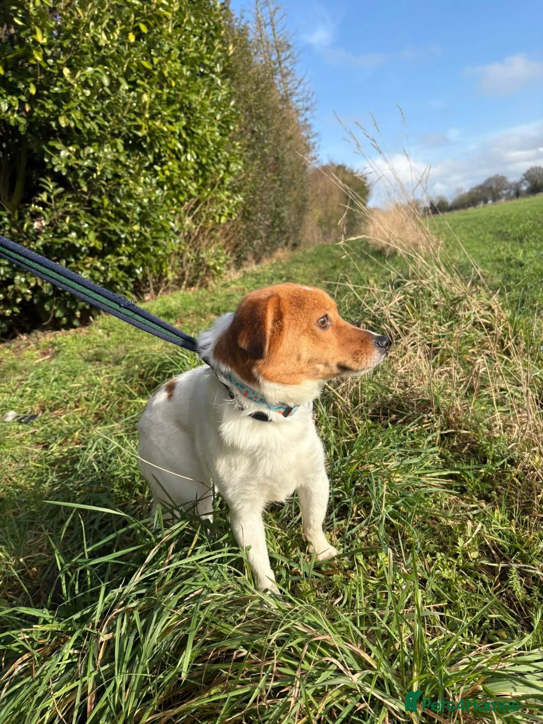 Mixed Breed dogs for adoption: Salt - Norwich Norfolk  - Advert 7